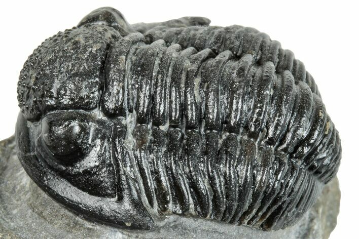 Detailed Gerastos Trilobite Fossil - Morocco #271897